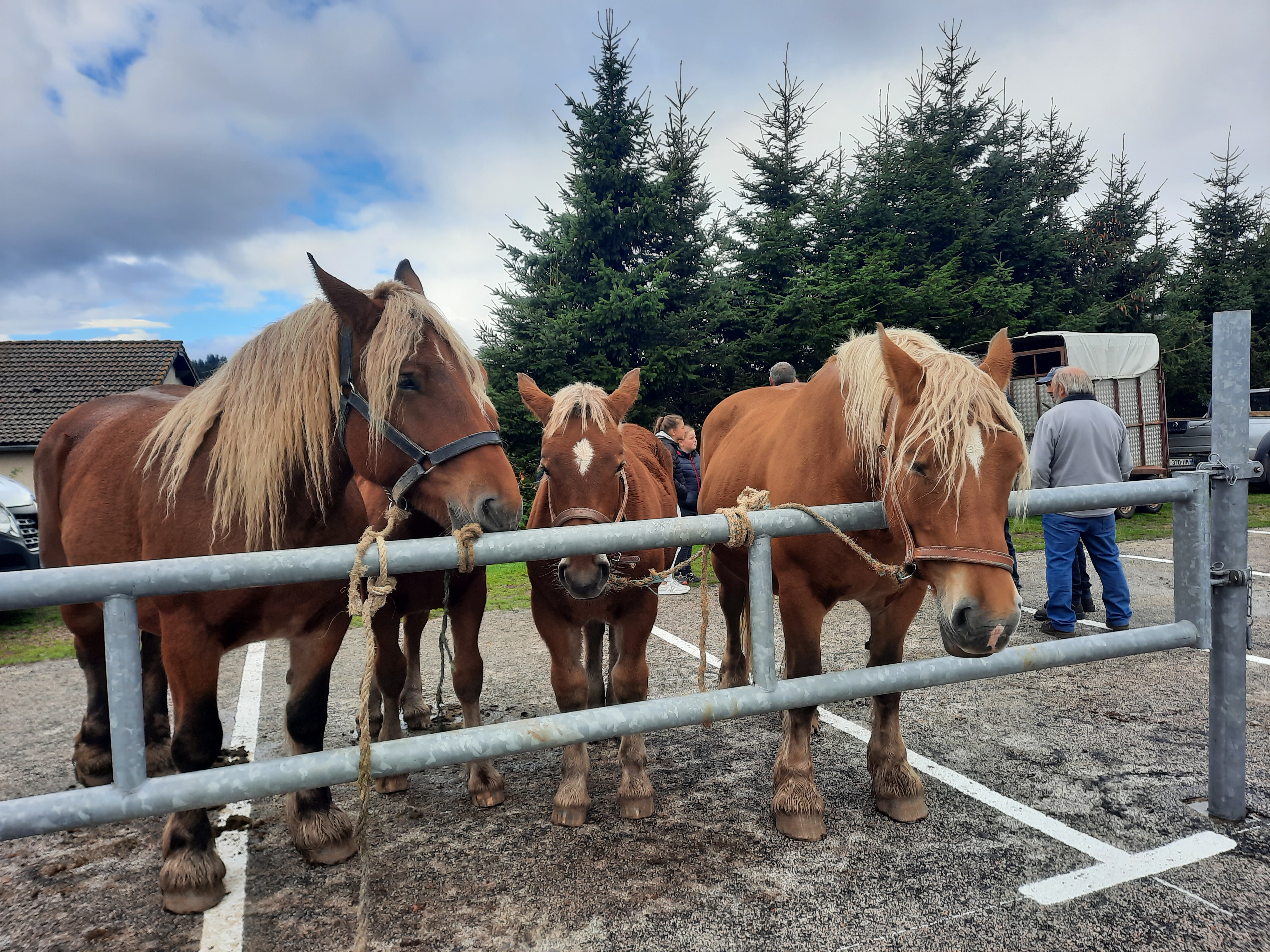 Foire aux Chevaux_Les Estables