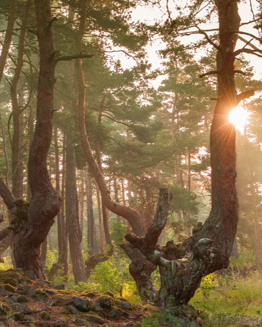 Conférence : Vous avez dit "biz'arbres" ?_Brives-Charensac