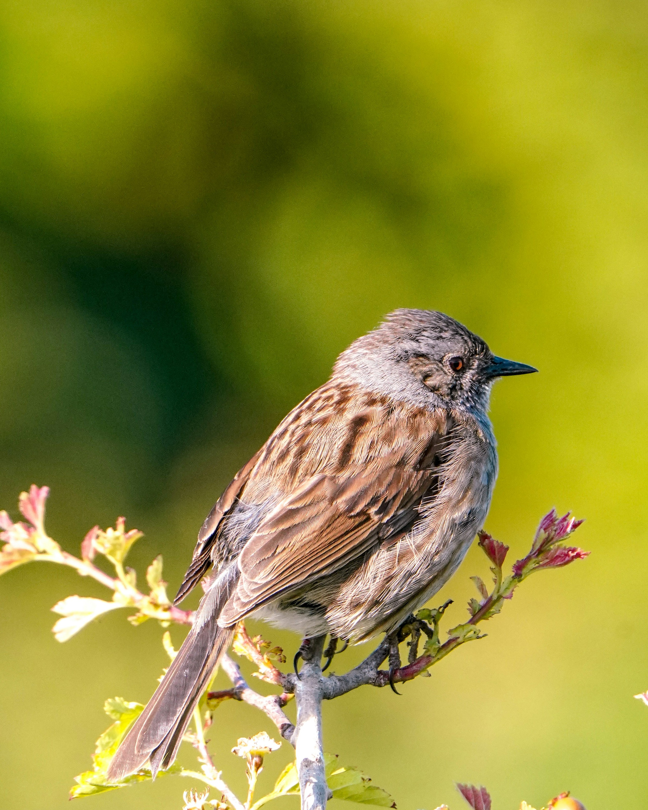 Conférence-atelier : "La biodiversité exceptionnelle en Haute-Loire"_Brives-Charensac