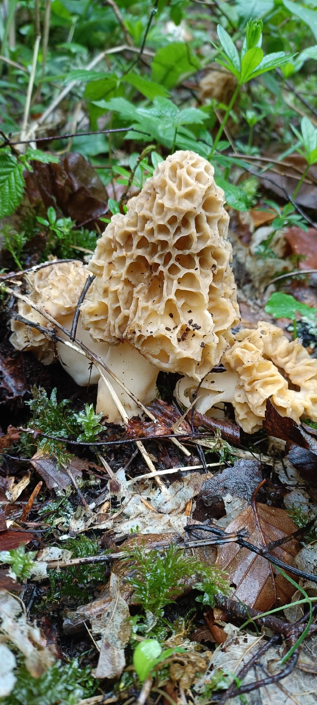 Semaine gourmande : balade-découverte en sous-bois_Araules