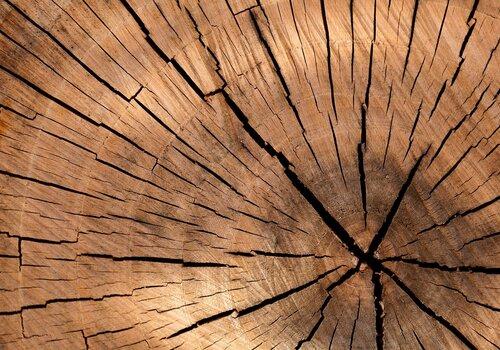 Atelier - La constance de l’arbre_Le Puy-en-Velay