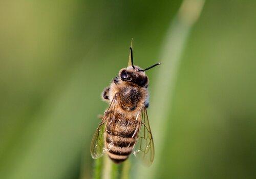 Atelier - Zoom sur l'intelligence des insectes !_Le Puy-en-Velay