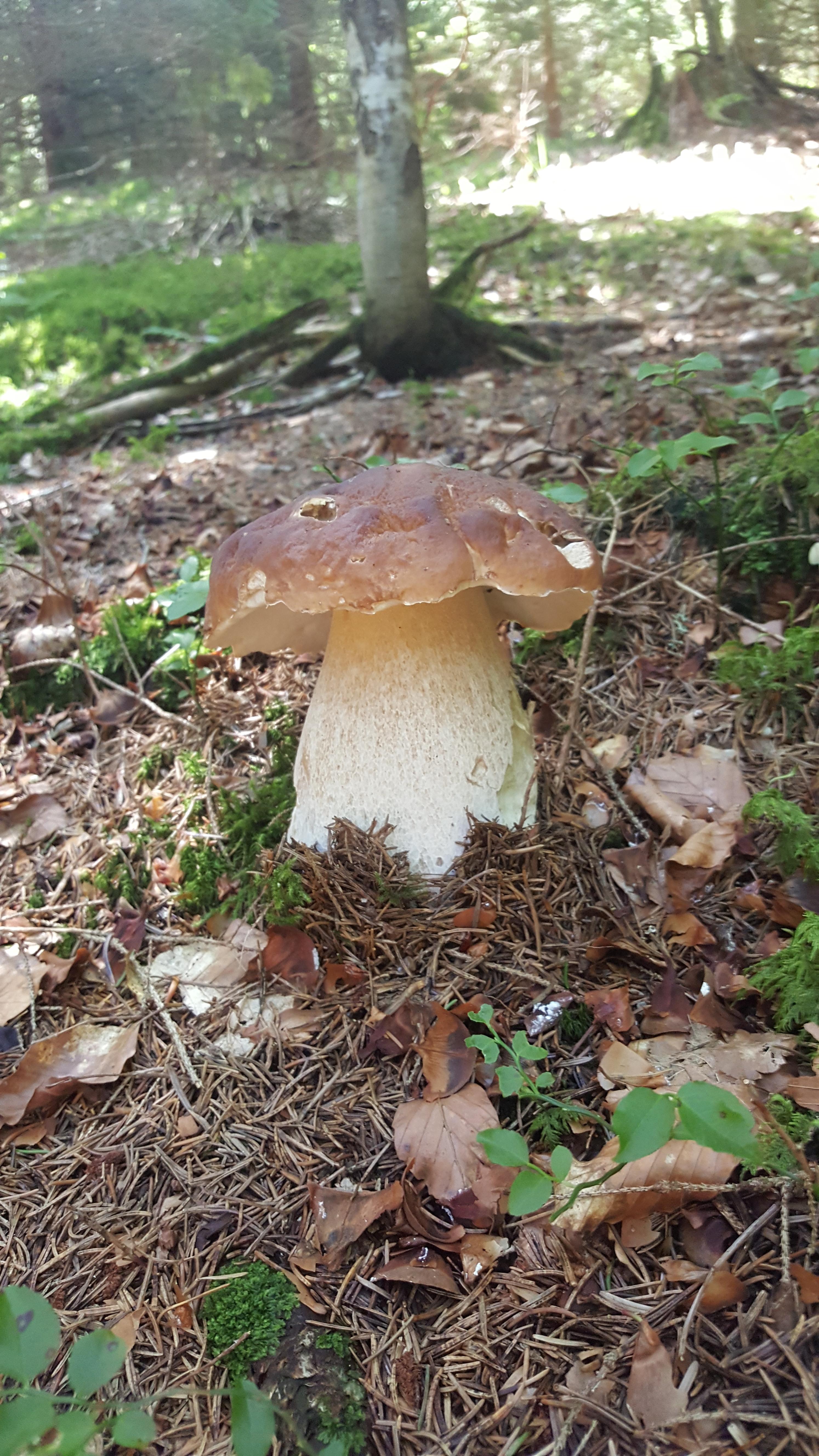 Semaine gourmande : balade-découverte en sous-bois_Araules