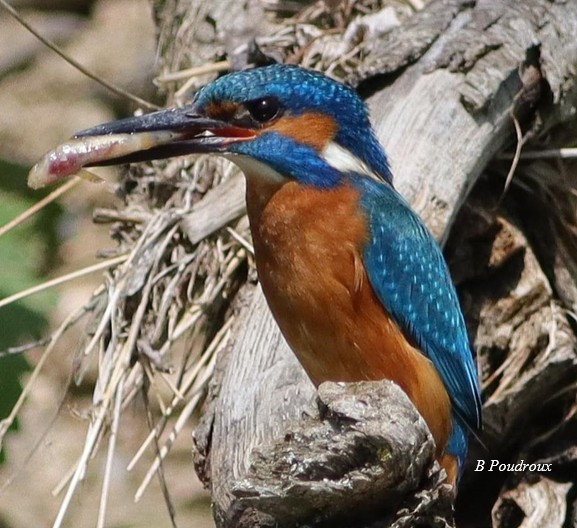  Les Oiseaux des milieux aquatiques du Haut Allier protégés en Europe_Lavoûte-Chilhac