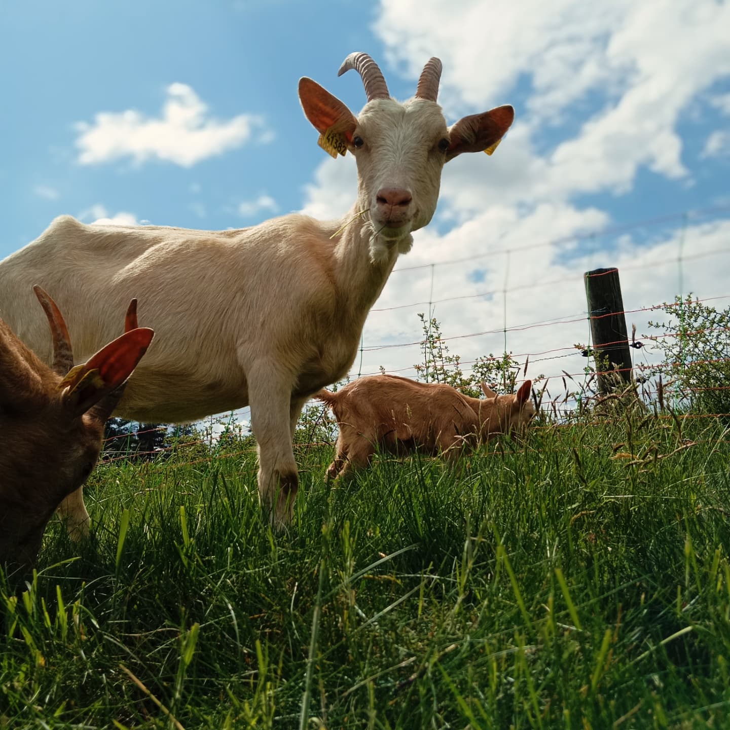 Visite de la chèvrerie des P'tits Lou_Bas-en-Basset
