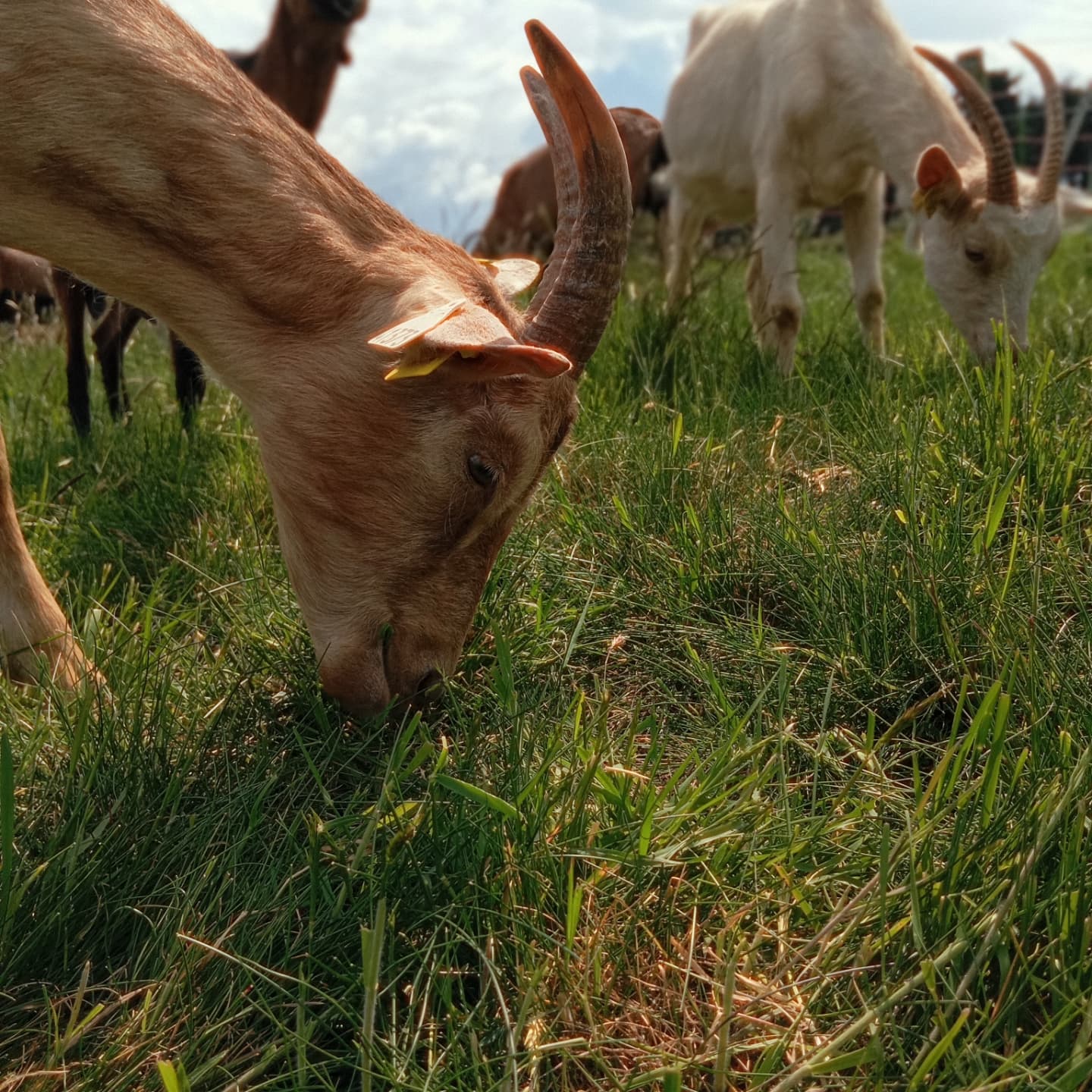 Visite de la chèvrerie des P'tits Lou_Bas-en-Basset