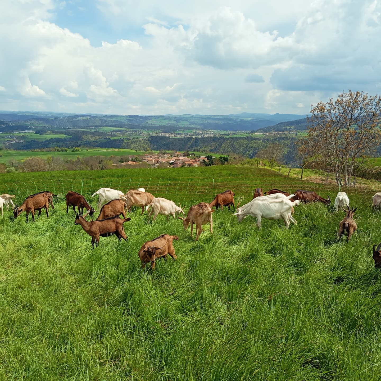 Visite de la chèvrerie des P'tits Lou_Bas-en-Basset