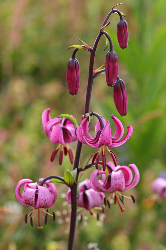 Balade nature_Le Chambon-sur-Lignon