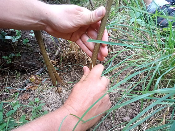 CBN | Apprendre à faire les greffes de printemps sur les pommiers_Chavaniac-Lafayette