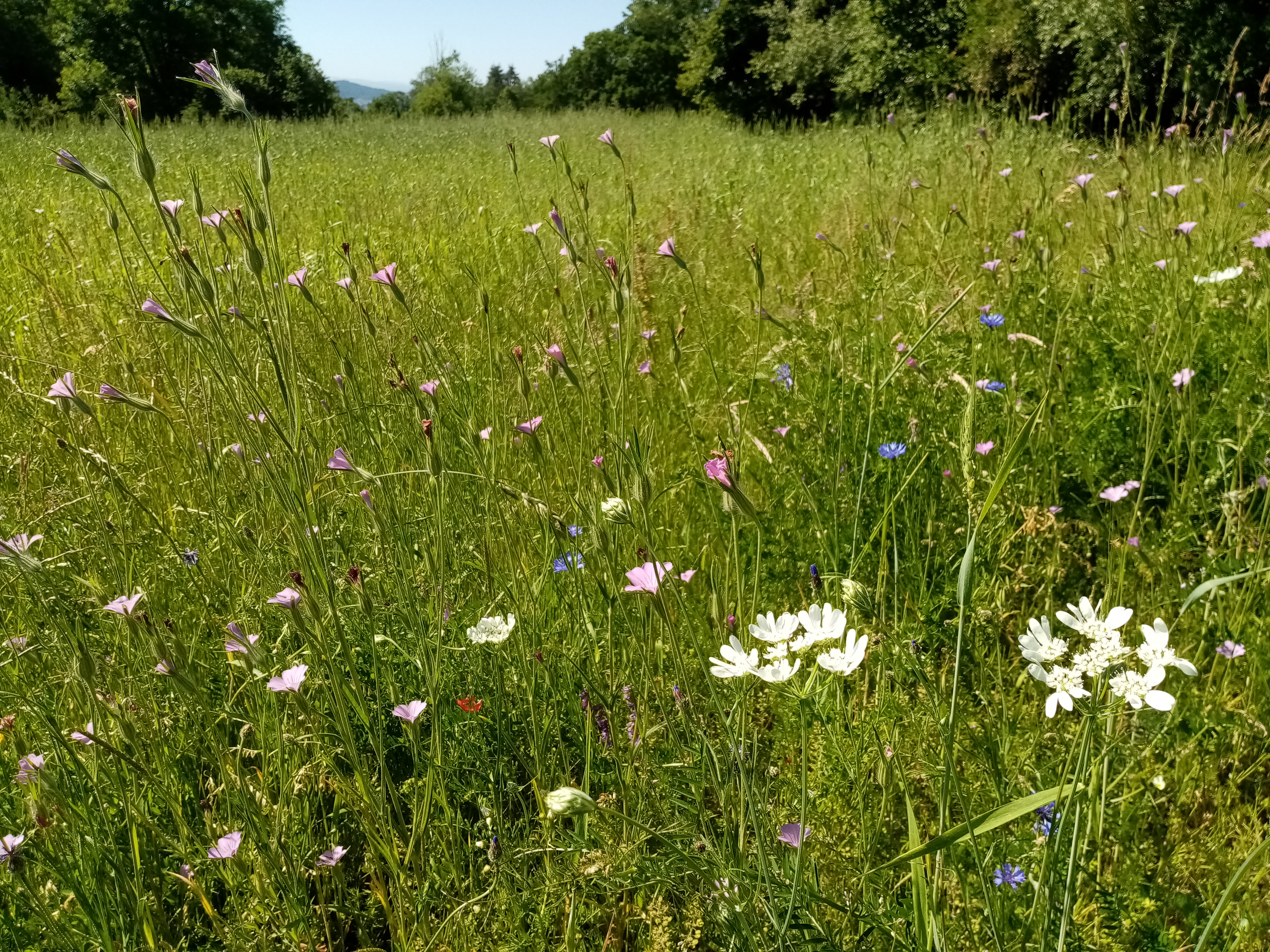 CBN | Céréales anciennes et belles des champs_Chavaniac-Lafayette