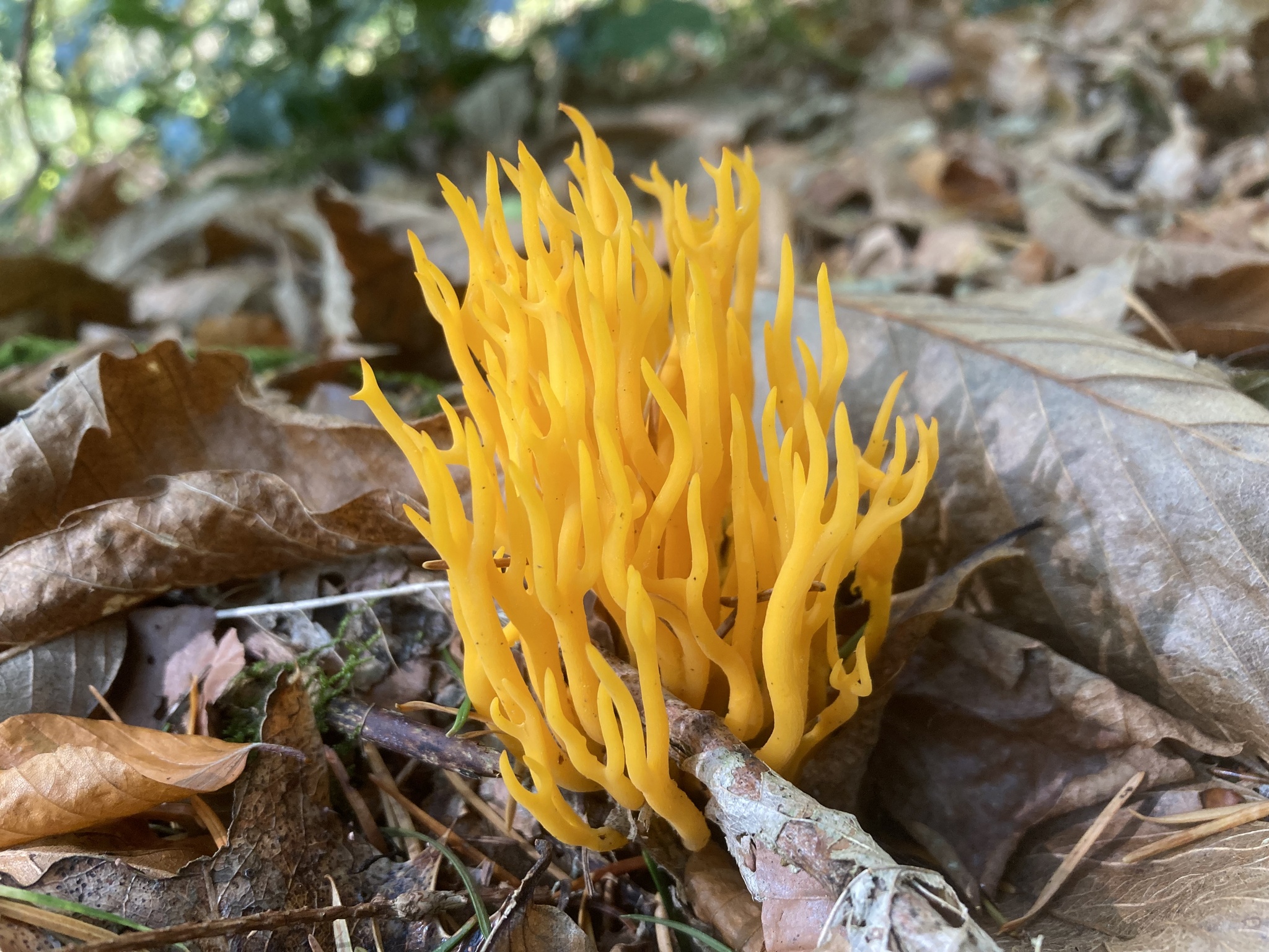 Etonnant voyage chez les champignons  | CBN_Chavaniac-Lafayette