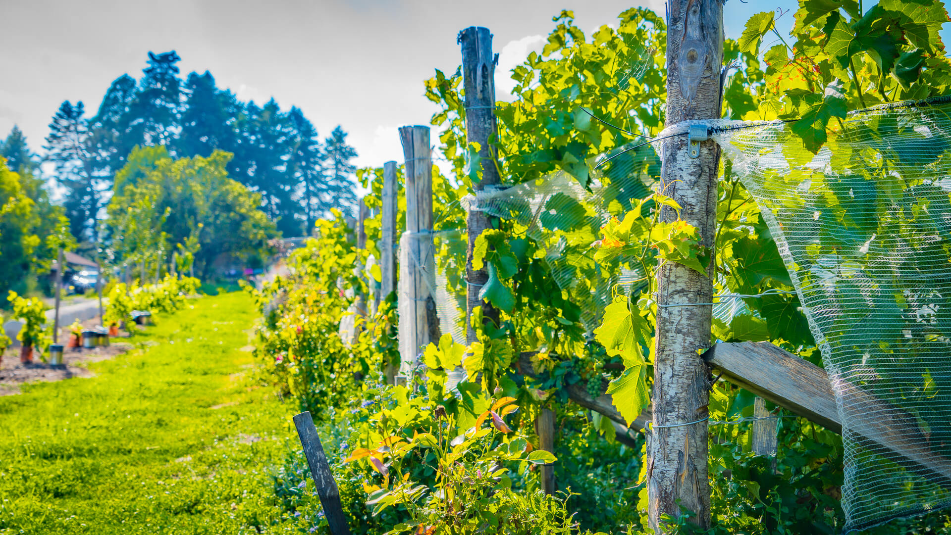 Visite et dégustation au domaine Clos du Paradis_Espaly-Saint-Marcel
