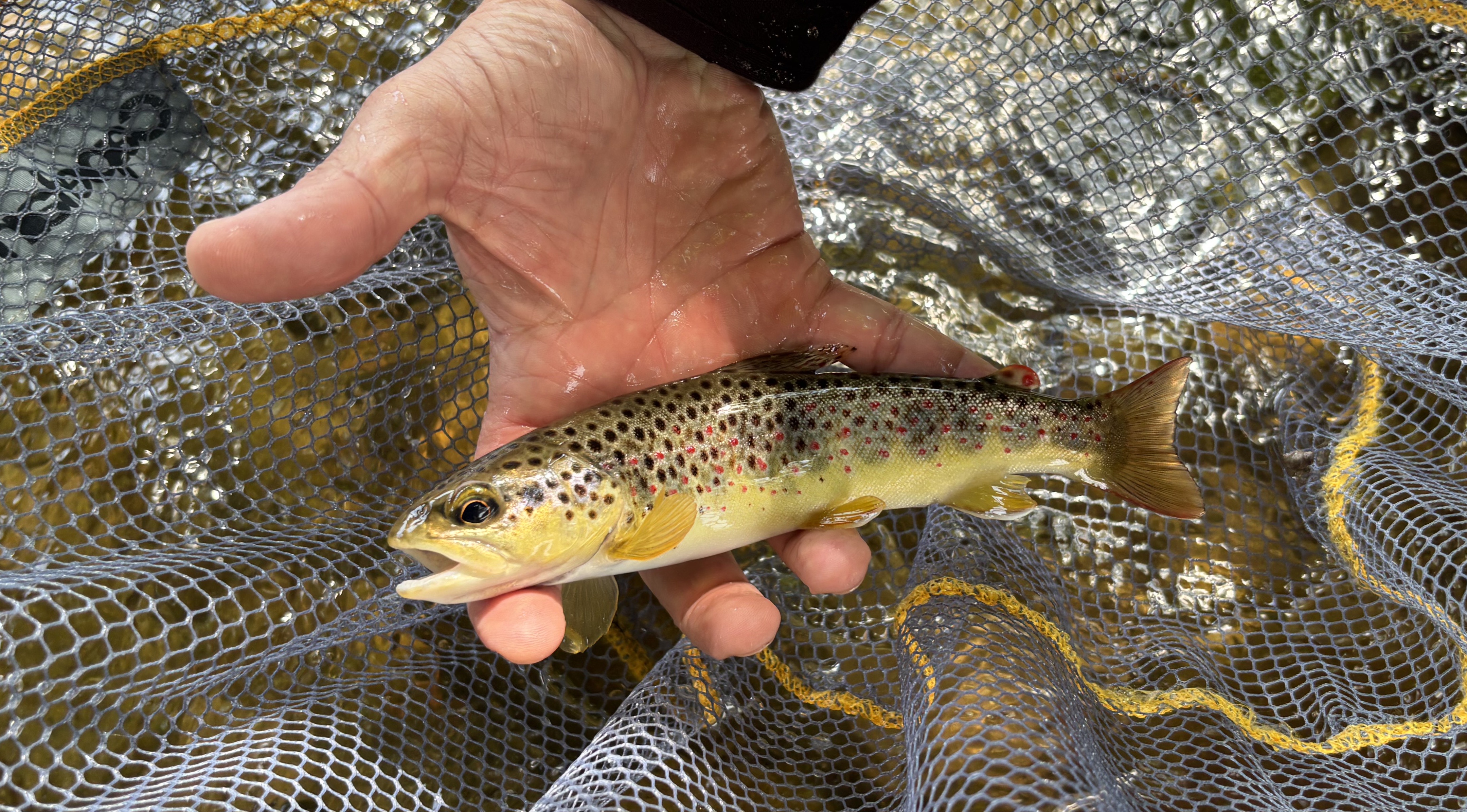 Découverte de la pêche_Le Chambon-sur-Lignon
