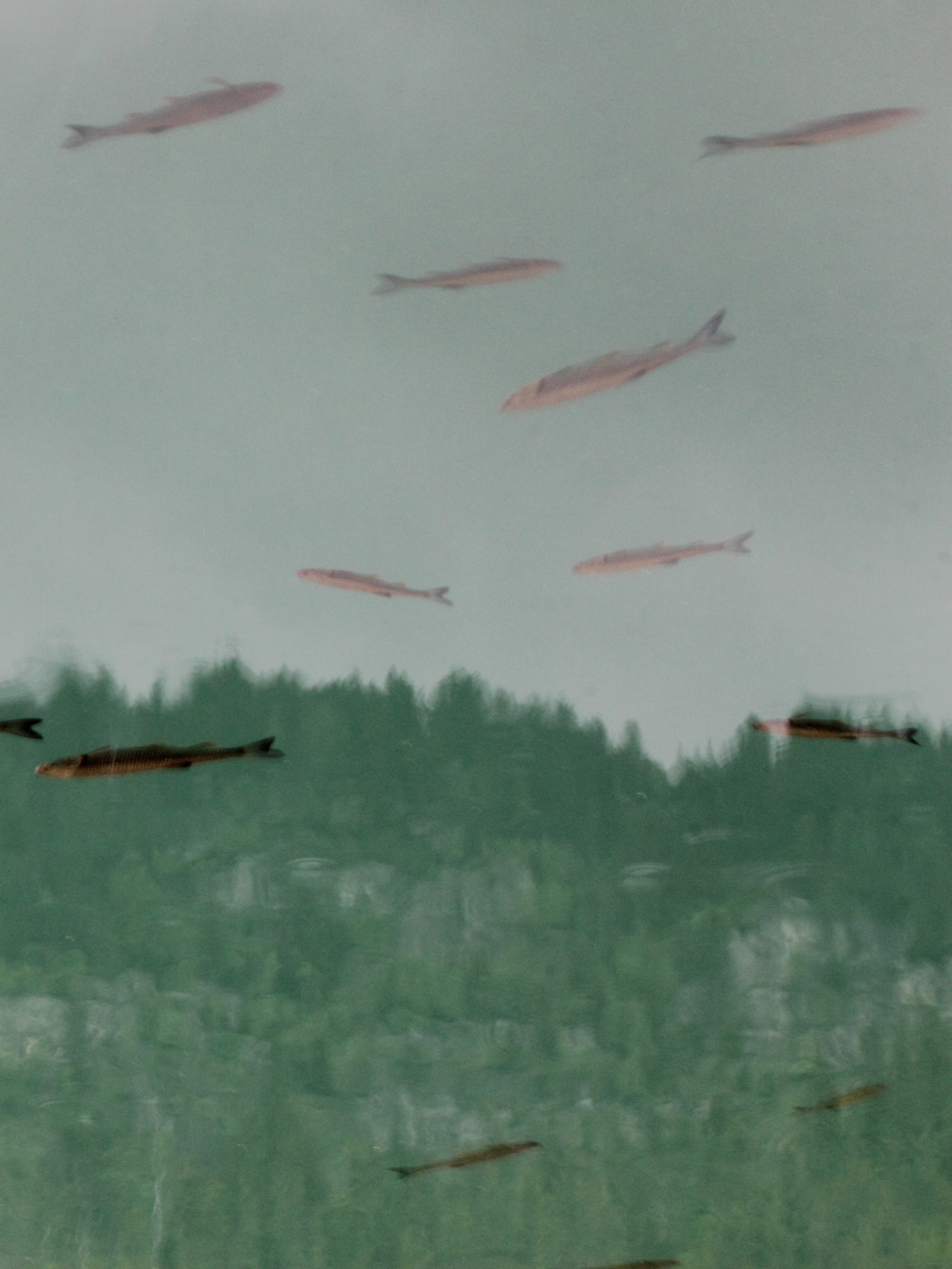 Photographies_Le Chambon-sur-Lignon