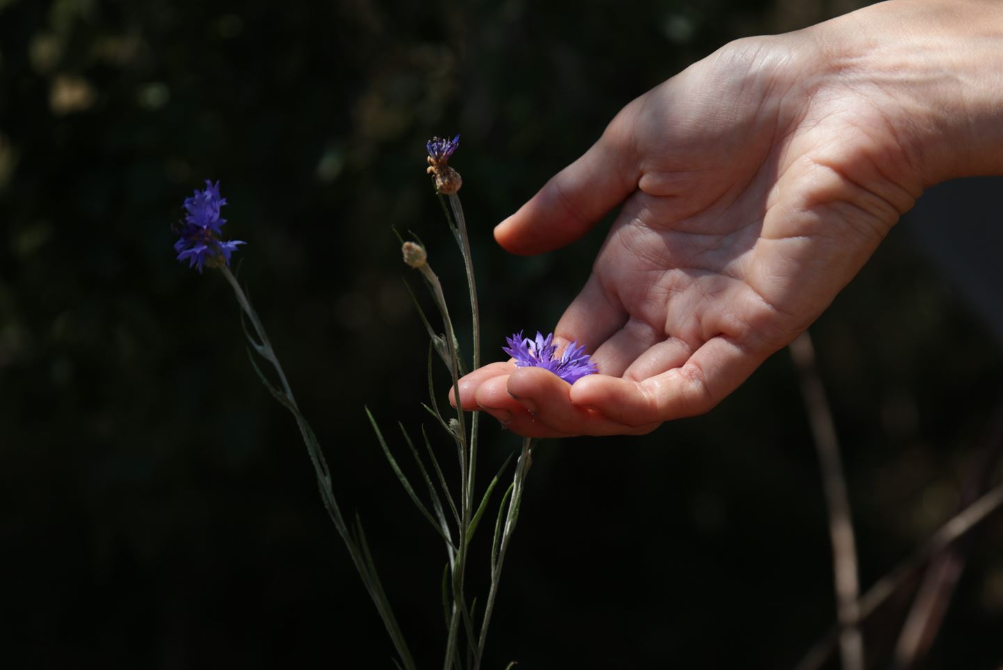 Secrets de sorcières_Mazet-Saint-Voy