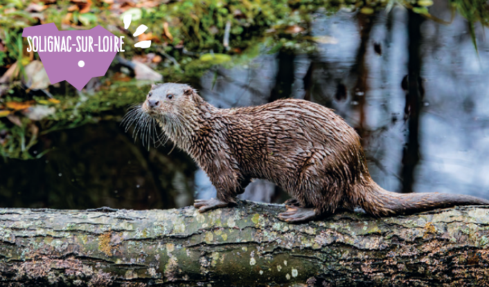 Sortie Nature : Sur les traces du castor et de la loutre_Solignac-sur-Loire