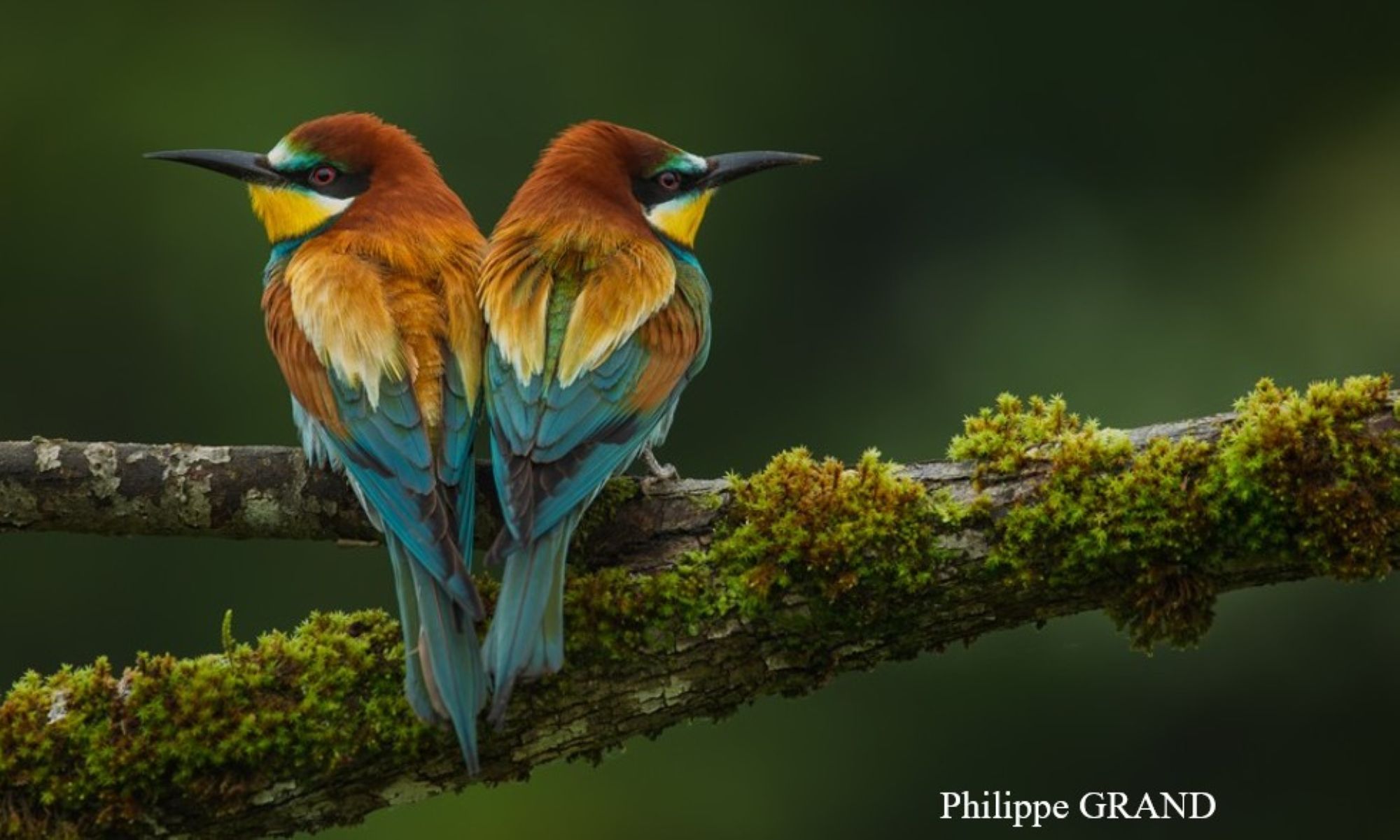 Atelier de fabrication d’un « mobile d’oiseaux » pour enfants_Lavoûte-Chilhac