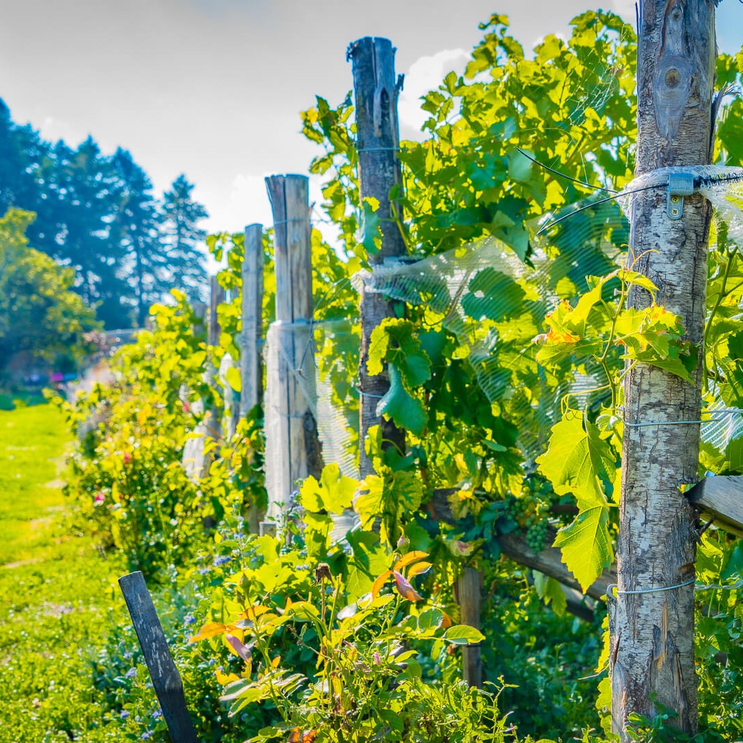 Visite et dégustation au domaine Clos du Paradis_Espaly-Saint-Marcel