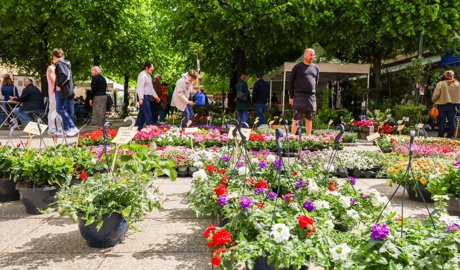 Foire aux plantes et fleurs_Tence