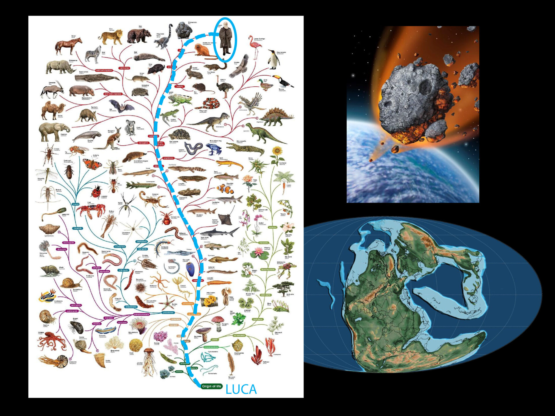 Conférence "L'histoire (r)évolutionnaire d'homo sapiens_Laussonne