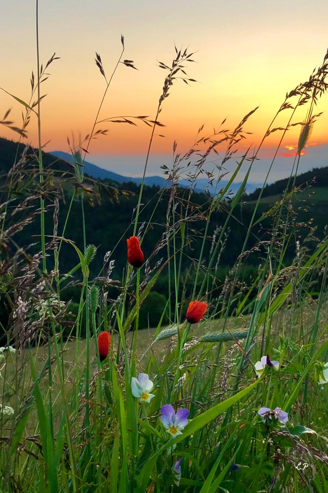 Photographies_Le Chambon-sur-Lignon
