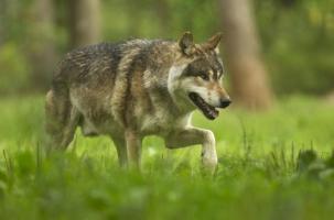 Depuis que l'homme et loup partagent le même air, la cohabitation semble compliquée. 