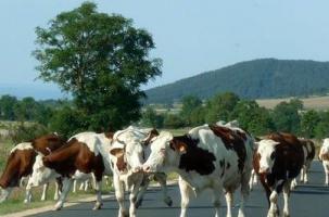 Plusieurs dizaines de milliers de visiteurs sont attendus pour regarder passer les vaches.