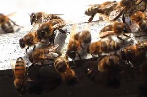 Sale temps pour les abeilles et autres polinisateurs. 