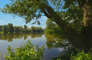 Eve_etang_Bas en Basset Eve_etang_Bas en Basset