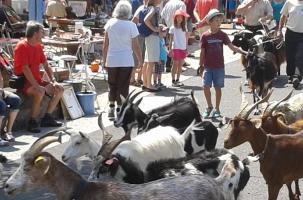 Fête de la chèvre