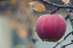 Pomme