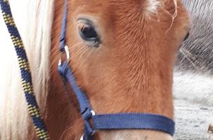 Concours des chevaux