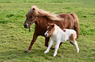 Découvrez et occupez-vous des poneys, paons, ânes et chèvres...