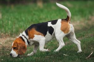Chien