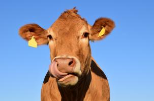 Vache Vache