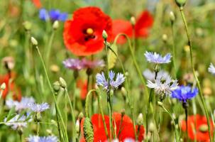flowers