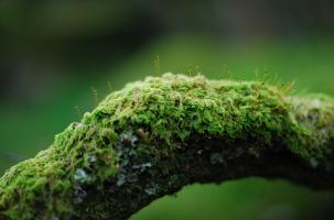 Arbre