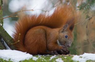 Chasse aux trésors : les mystères des animaux de la forêt en hiver