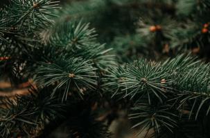 Collecte de sapins