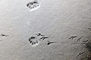 Partez sur la trace des animaux de la forêt