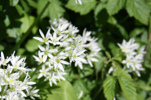 Le secret des plantes médicinales