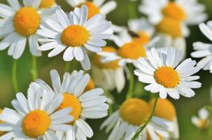 Fleurs
