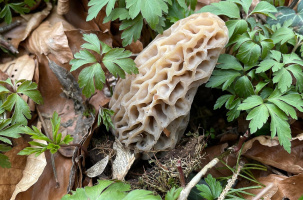 Reconnaître champignons et goûter plantes sauvages au printemps_Retournac Reconnaître champignons et goûter plantes sauvages au printemps_Retournac