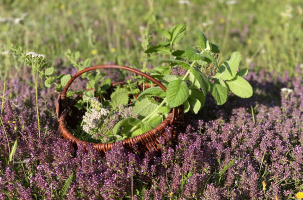 Randonnée et atelier, de la botanique à la mixologie_Saint-Jeures