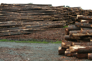 Concours de bûcheronnage | Saugues_Saugues Concours de bûcheronnage | Saugues_Saugues