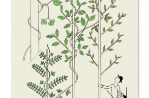 Des arbres à croquer | CBN_Chavaniac-Lafayette