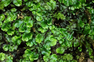 CBN | A la découvertes des plantes invisibles_Chavaniac-Lafayette