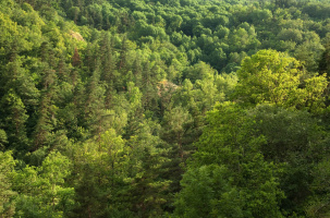 Petites merveilles de nos forêts | CBN_Chavaniac-Lafayette