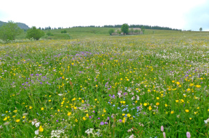 Le bonheur dans le pré | CBN_Chavaniac-Lafayette
