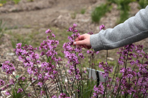 Des  plantes et des usages | CBN_Chavaniac-Lafayette
